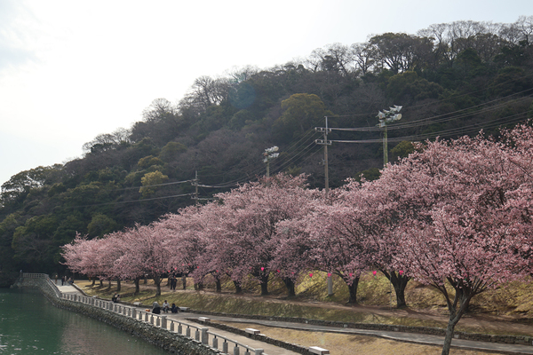 徳島中央公園 助任川沿いの桜の全景写真
