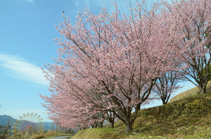 とくしま植物園の蜂須賀桜の全景写真