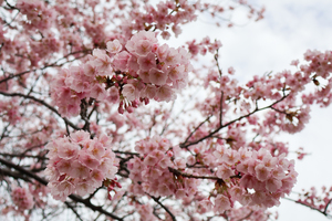 徳島中央公園 助任川沿いの桜のアップ写真