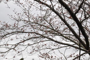 眉山公園のソメイヨシノの全景写真