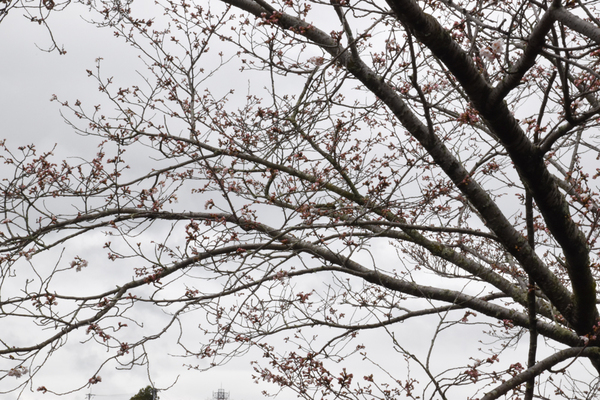 眉山公園のソメイヨシノの全景写真