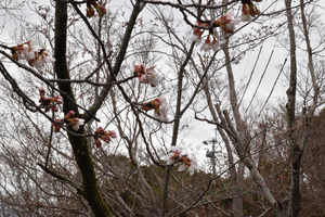 眉山公園のソメイヨシノのアップ写真