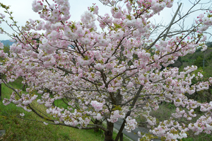 とくしま植物園のボタンザクラの全景写真