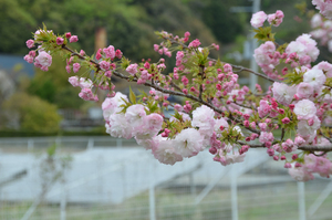 とくしま植物園のボタンザクラのアップ写真