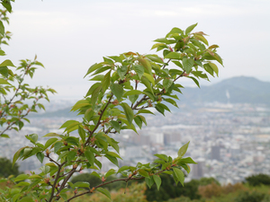 眉山公園（パゴダ東）のソメイヨシノのアップ写真