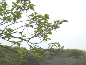 眉山公園（カスケード）のソメイヨシノのアップ写真