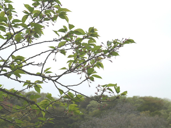 眉山公園（カスケード）のソメイヨシノのアップ写真