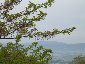 眉山公園（パゴダ西）のソメイヨシノのアップ写真