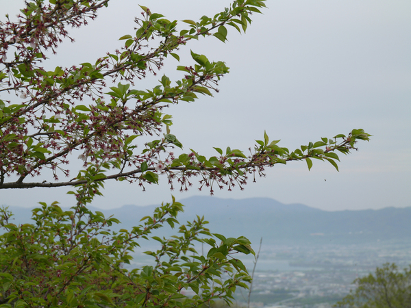 眉山公園（パゴダ西）のソメイヨシノのアップ写真
