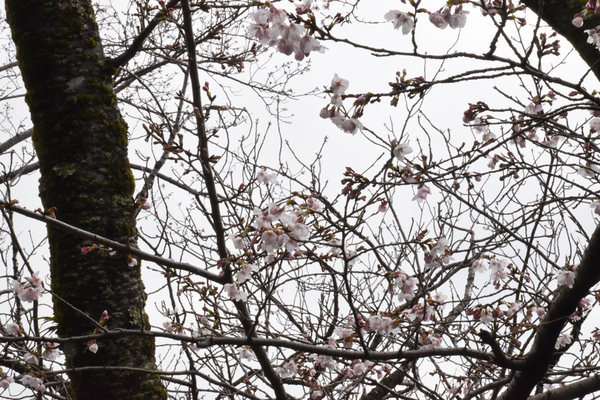 大滝山のソメイヨシノのアップ写真