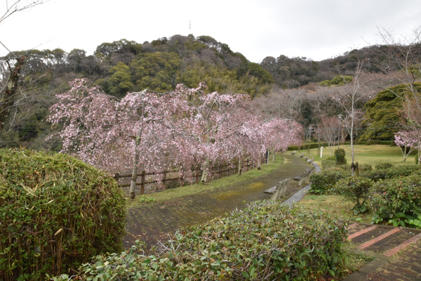 西部公園のしだれ桜の全景写真