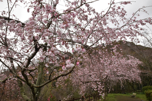 西部公園のしだれ桜のアップ写真