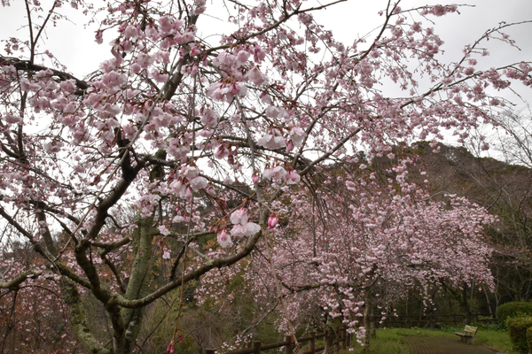 西部公園のしだれ桜のアップ写真