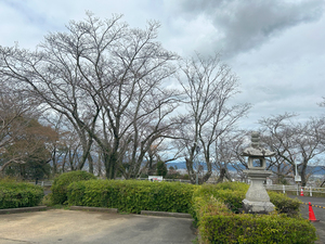 西部公園のソメイヨシノの全景写真