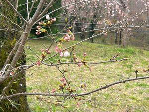 西部公園のソメイヨシノのアップ写真