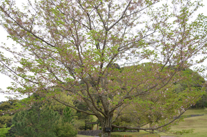 とくしま植物園のソメイヨシノの全景写真