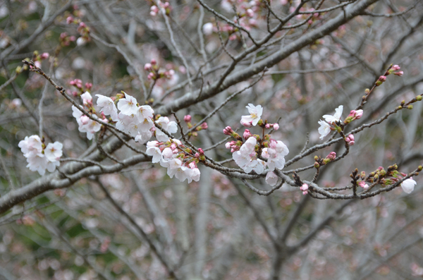 とくしま植物園のソメイヨシノのアップ写真