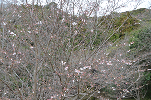 とくしま植物園のソメイヨシノの全景写真