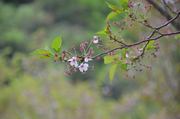 とくしま植物園のソメイヨシノのアップ写真