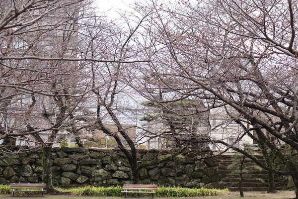 徳島中央公園のソメイヨシノの全景写真