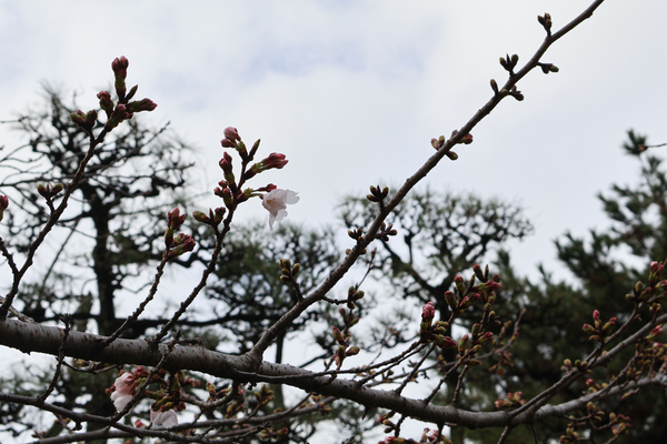 徳島中央公園のソメイヨシノのアップ写真