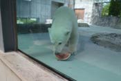おいしそうにスイカを食べるポロロの写真3