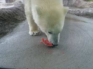 いただいたスイカをおいしそうに食べるポロロの写真2