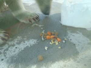 トウモロコシを食べるポロロの写真1