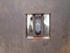 窓から飼育員を見るポロロの写真3
